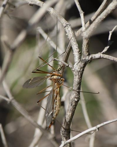 Tipula sp.